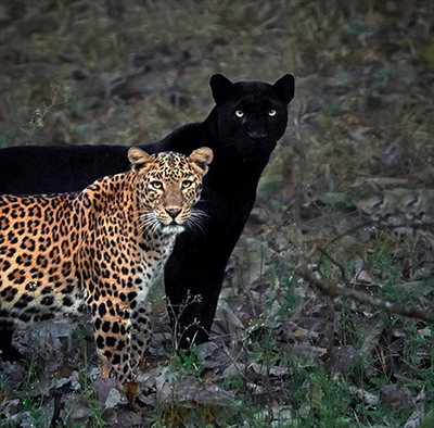 Black Panther2020